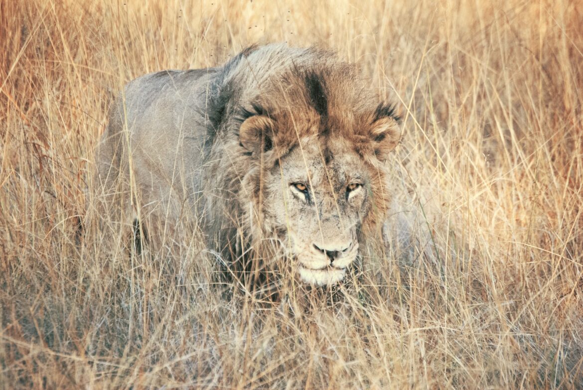 lion